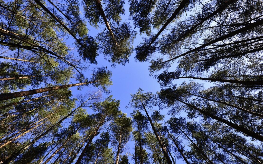 A4 Spotlight: Arbor Day